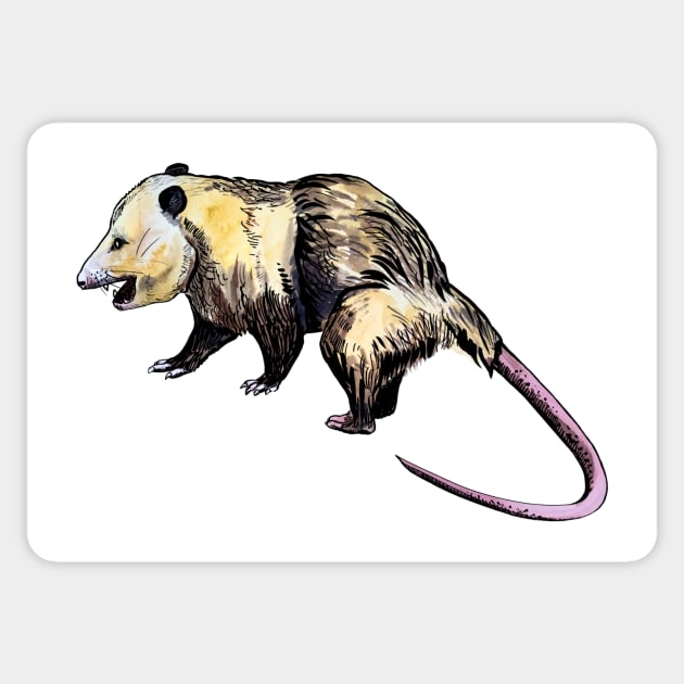 opossum Sticker by VicaVeresk